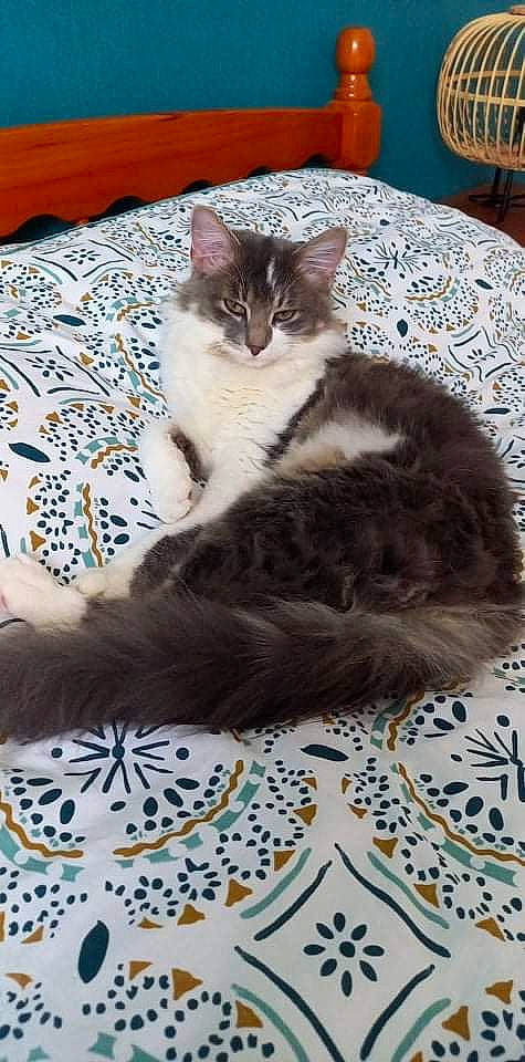 Sky participe au concours pour gagner de l'argent avec cette photo : carnivore, cat, claw, comfort, domestic_short_haired_cat, felidae, flooring, fur, hardwood, linens, pattern, paw, sitting, small_to_medium_sized_cats, tail, textile, whiskers