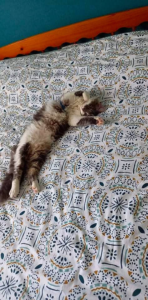 Sky participe au concours pour gagner de l'argent avec cette photo : art, canidae, carnivore, carpet, cat, comfort, dog_breed, domestic_short_haired_cat, fawn, felidae, flooring, fur, linens, pattern, paw, small_to_medium_sized_cats, tail, terrestrial_animal, whiskers, wood