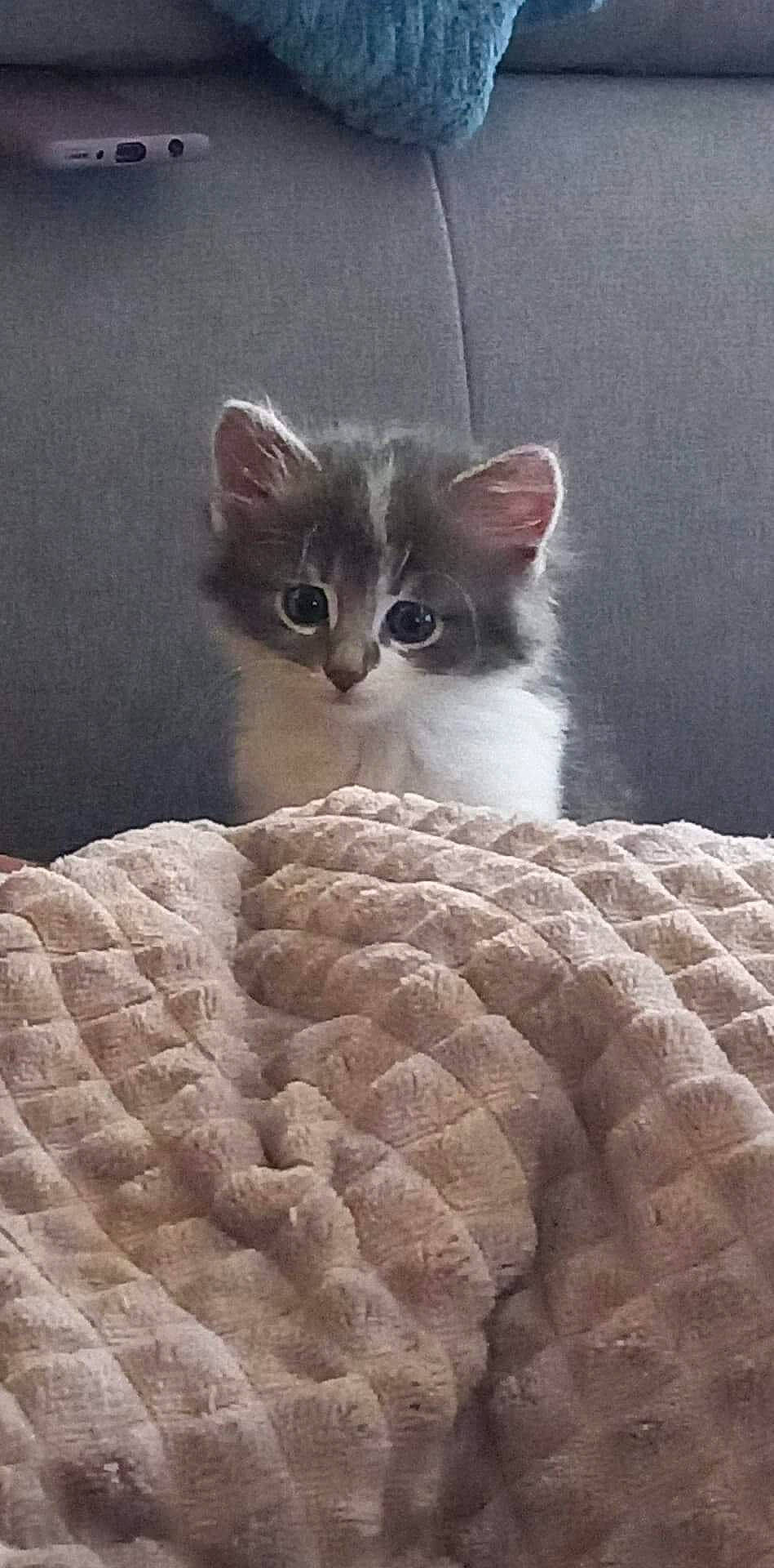 Sky participe au concours pour gagner de l'argent avec cette photo : carnivore, cat, cat_supply, comfort, domestic_short_haired_cat, door, fawn, felidae, fur, grey, iris, linens, pattern, paw, pet_supply, small_to_medium_sized_cats, snout, terrestrial_animal, whiskers, window