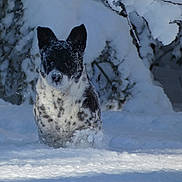 Angelina participe au concours pour gagner de l'argent avec cette photo : dog, snow, winter, outdoor, animal, black_and_white, fur, nature, cold, snowflakes, forest, trees, canine, pet, standing, daylight, winter_clothing, frozen, landscape, wildlife