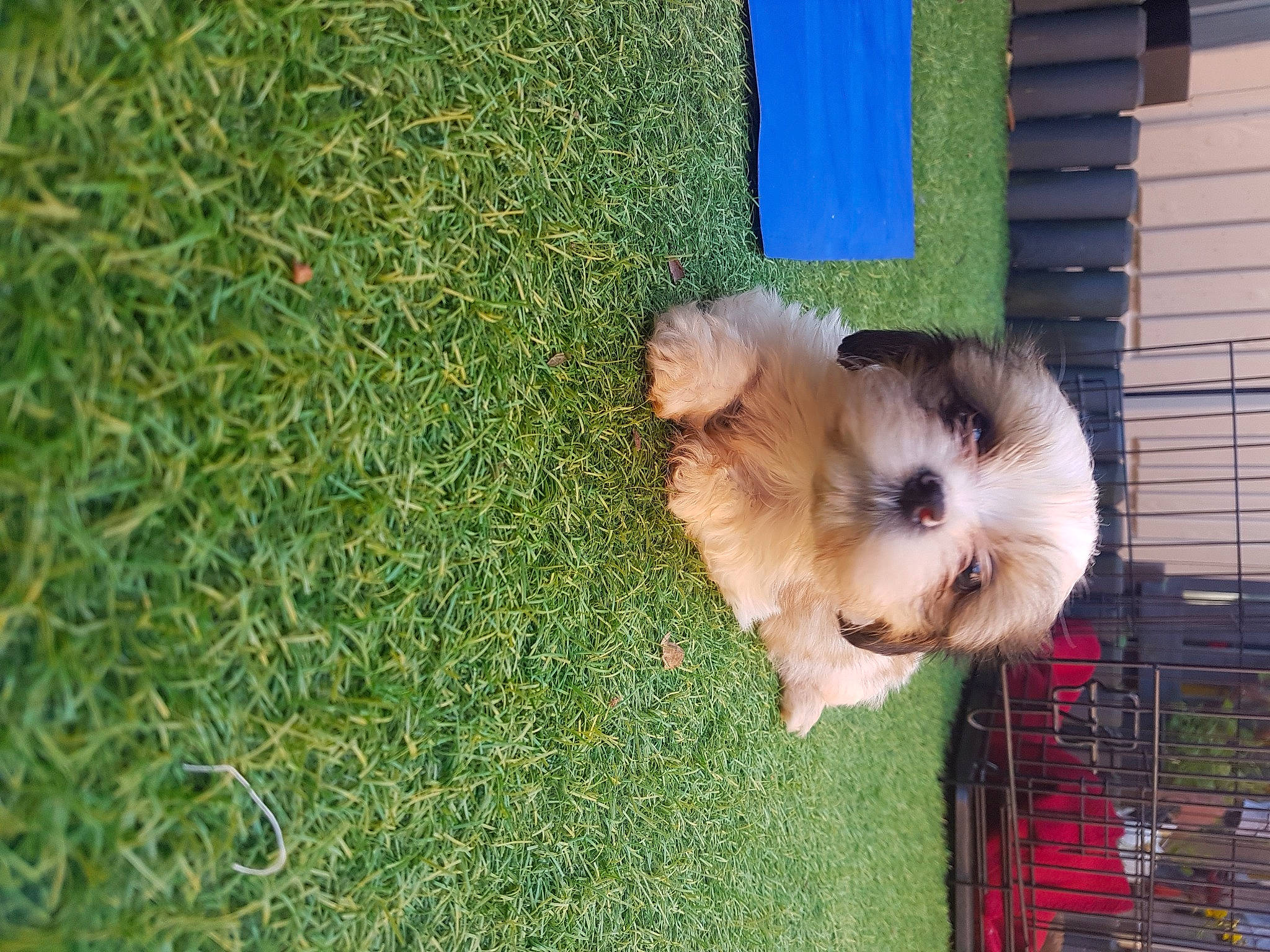 Poppy joined the competition — help win amazing prizes! canidae, carnivore, cavachon, chinese_imperial_dog, companion_dog, dog, dog_breed, grass, havanese, kyi_leo, lhasa_apso, maltepoo, mammal, morkie, puppy, shih_tzu, sporting_lucas_terrier, tibetan_terrier, toy_dog, vertebrate