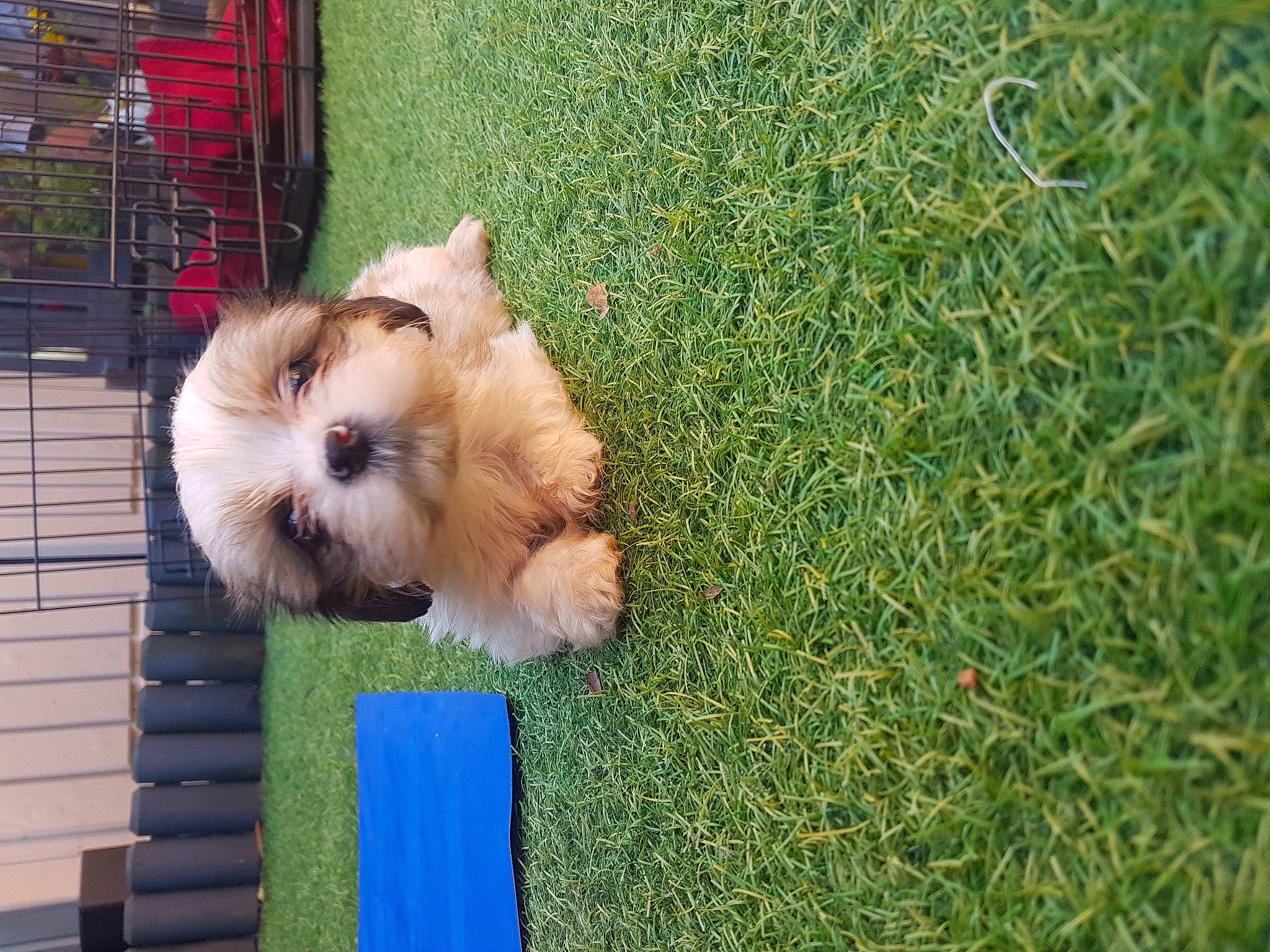 Poppy is registered to the contest to win money with this photo: canidae, carnivore, cavachon, chinese_imperial_dog, companion_dog, dog, dog_breed, fawn, grass, havanese, lhasa_apso, mammal, morkie, pomeranian, puppy, shih_tzu, sporting_group, sporting_lucas_terrier, toy_dog, vertebrate