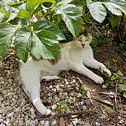 Doucic participe au concours pour gagner de l'argent avec cette photo : cat, animal, outdoor, nature, greenery, leaves, pebbles, soil, relaxed, resting, sunlight, shaded, fur, white_cat, brown_spots, garden, plants, daylight, peaceful, lying_down
