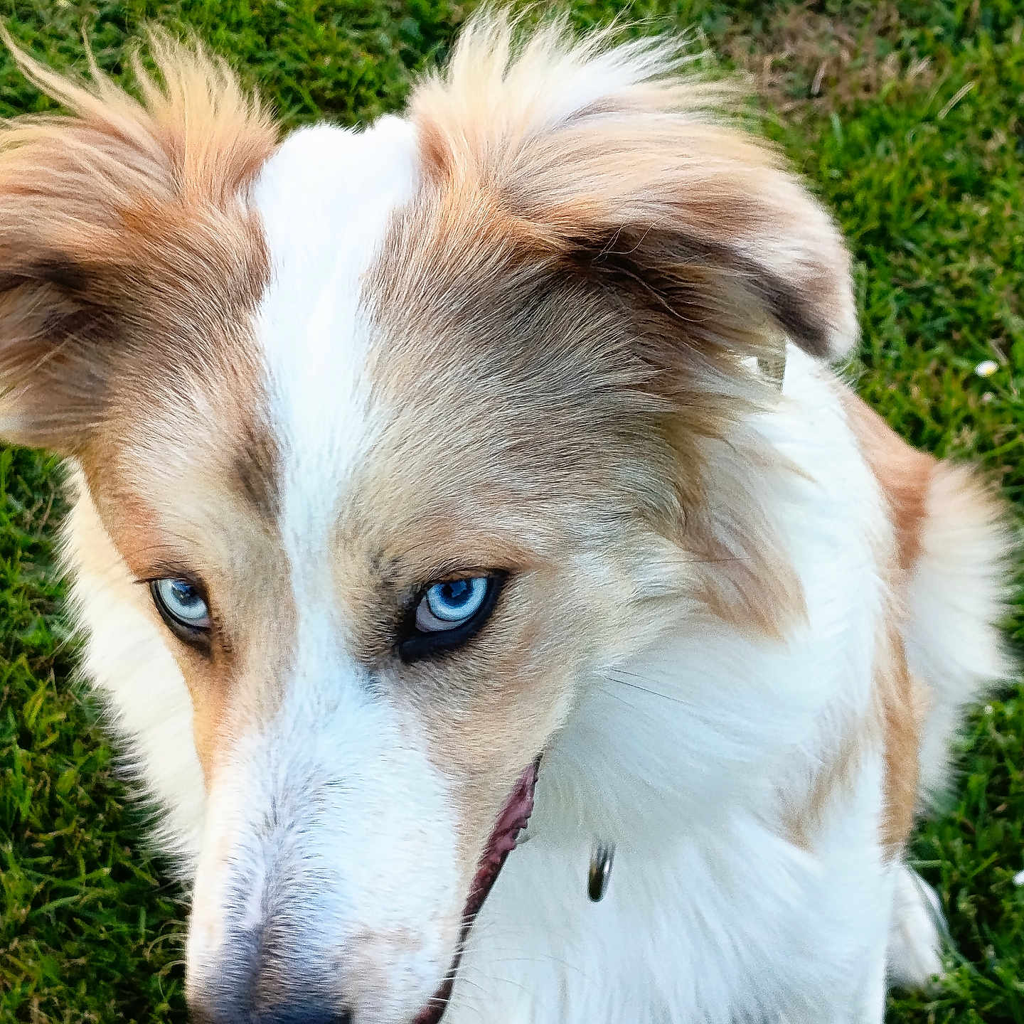 Viking a rejoint le concours — aidez-le/la à gagner de superbes lots ! accessories, animal, canine, cockerspaniel, collie, dog, eskimodog, field, goldenretriever, grass, grassland, hound, husky, lawn, nature, pet, plant, puppy, strap, whitedog