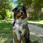 Victoria participe au concours pour gagner de l'argent avec cette photo : dog, australian_shepherd, leash, outdoor, path, grass, forest, nature, greenery, sunlight, pet, canine, animal, sitting, portrait, fur, ears, eyes, collar, daylight