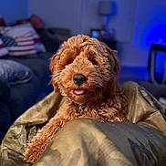 Ozzy joined the competition — help win amazing prizes! dog, puppy, curly_fur, blanket, camouflage, indoor, living_room, couch, american_flag, pillow, tongue_out, pet, cozy, soft_lighting, fur, cute, domestic_animal, canine, relaxed, home