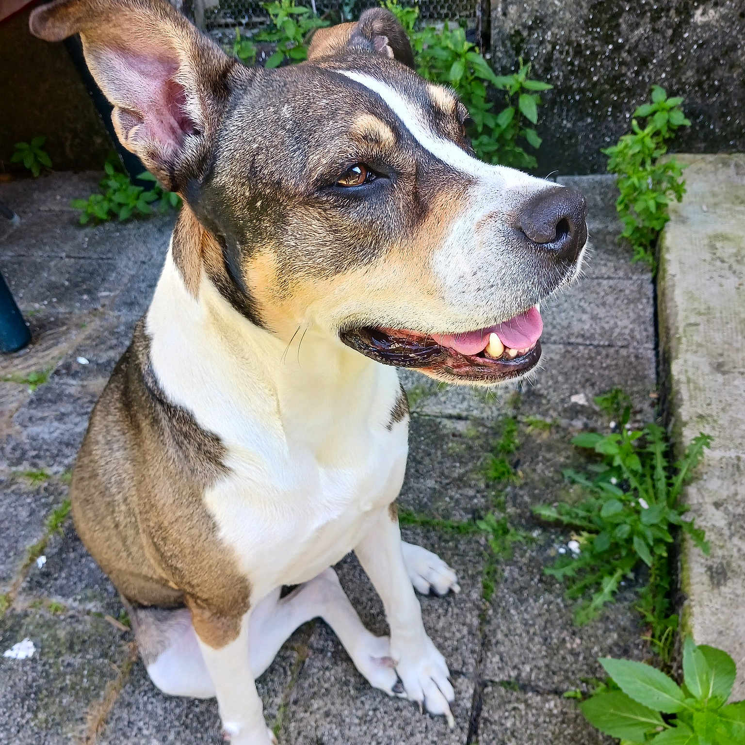 Melba