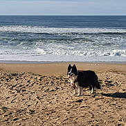 Mya a rejoint le concours — aidez-le/la à gagner de superbes lots ! dog, beach, sand, ocean, waves, sky, outdoor, animal, canine, water, coast, shore, pet, daylight, nature, vacation, summer, fur, horizon, playful