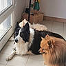 Mya participe au concours pour gagner de l'argent avec cette photo : dog, border_collie, pomeranian, fluffy, indoor, window, tile_floor, resting, light, natural_light, animal, pet, cute, three_dogs, brown_dog, black_and_white_dog, cream_dog, companion, relaxed, home