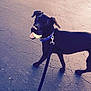 active, animal, black_dog, canine, collar, daylight, dog, happy, leash, looking_up, outdoor, pavement, pet, playful, shadow, side_view, street, tennis_ball, tongue_out, walking