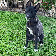 Steeler is registered to the contest to win money with this photo: dog, black_dog, white_paws, grass, garden, plants, statue, outdoor, pet, canine, sitting, leash, curious, head_tilt, greenery, yard, daylight, nature, animal, domestic