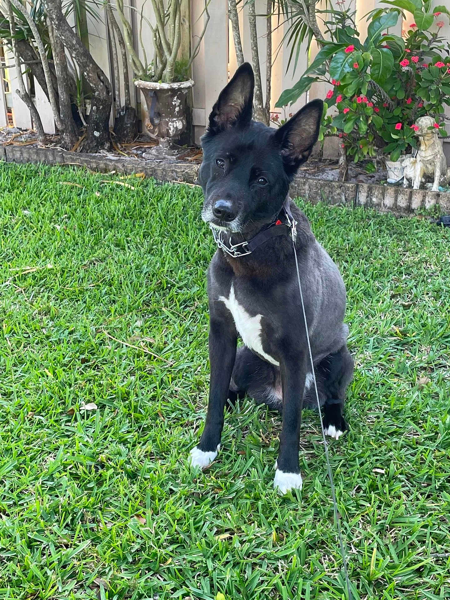 Steeler is registered to the contest to win money with this photo: dog, black_dog, white_paws, grass, garden, plants, statue, outdoor, pet, canine, sitting, leash, curious, head_tilt, greenery, yard, daylight, nature, animal, domestic
