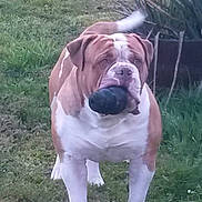 Hulk participe au concours pour gagner de l'argent avec cette photo : american_bulldog, australian_bulldog, boerboel, bulldog, bully_kutta, carnivoran, dog, dog_breed, dog_breed_group, dog_like_mammal, fawn, mammal, non_sporting_group, old_english_bulldog, olde_english_bulldogge, snout, toy_bulldog, valley_bulldog, vertebrate