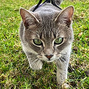 Sky joined the competition — help win amazing prizes! cat, gray_cat, animal, pet, feline, green_eyes, whiskers, ears, harness, tail, grass, outdoor, garden, close_up, portrait, walking, looking_at_camera, fur, natural_light, domestic_animal
