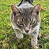 cat, gray_cat, animal, pet, feline, green_eyes, whiskers, ears, harness, tail, grass, outdoor, garden, close_up, portrait, walking, looking_at_camera, fur, natural_light, domestic_animal