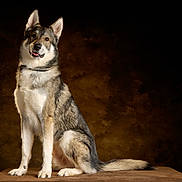 Tauri participe au concours pour gagner de l'argent avec cette photo : dog, husky, pet, portrait, studio, fur, ears, tongue, sitting, brown_background, paw, tail, collar, attentive, looking_at_camera, animal, mammal, domestic_animal, fur_texture, whiskers
