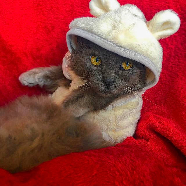 Gismo participe au concours pour gagner de l'argent avec cette photo : art, carnivore, cat, cat_bed, comfort, costume_hat, domestic_short_haired_cat, fashion_accessory, fawn, felidae, fur, hat, paw, plant, small_to_medium_sized_cats, snout, sun_hat, tail, visual_arts, whiskers