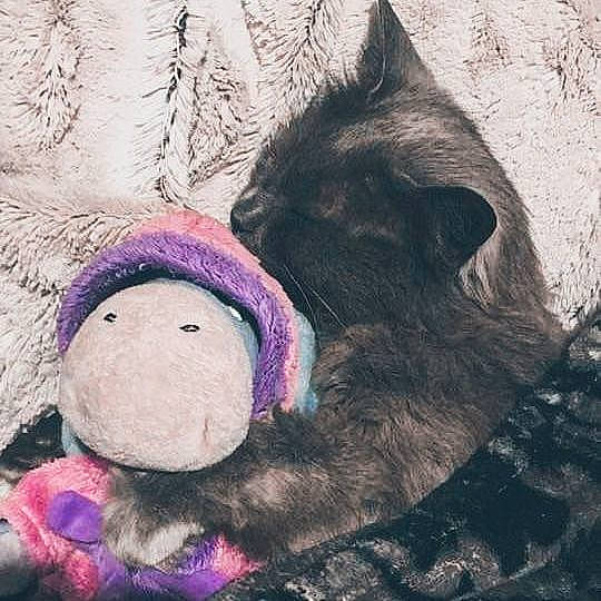 Gismo a rejoint le concours — aidez-le/la à gagner de superbes lots ! art, cap, fashion_accessory, fur, magenta, painting, paw, plush, primate, purple, selfie, snout, stuffed_toy, tail, toy, violet, visual_arts, wool, woolen, working_animal