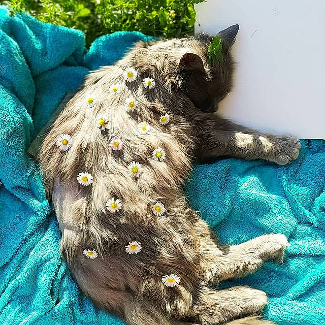 Gismo a rejoint le concours — aidez-le/la à gagner de superbes lots ! black_cat, canidae, carnivore, cat, claw, dog_breed, domestic_short_haired_cat, felidae, fur, pattern, paw, small_to_medium_sized_cats, snout, sporting_group, tail, terrestrial_animal, whiskers, wildlife, wool