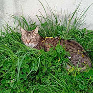 Broly participe au concours pour gagner de l'argent avec cette photo : cat, tabby_cat, grass, clover, yellow_petals, greenery, outdoor, animal, pet, nature, relaxed, feline, plant, wall, concrete, calm, resting, closeup, daylight, leaf