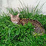 cat, tabby_cat, grass, clover, yellow_petals, greenery, outdoor, animal, pet, nature, relaxed, feline, plant, wall, concrete, calm, resting, closeup, daylight, leaf