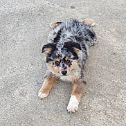 Roxy a rejoint le concours — aidez-le/la à gagner de superbes lots ! puppy, dog, lying_down, concrete, curious, fluffy, brown, black, white, ears, pet, animal, cute, outdoor, fur, young, adorable, face, looking_up, paws
