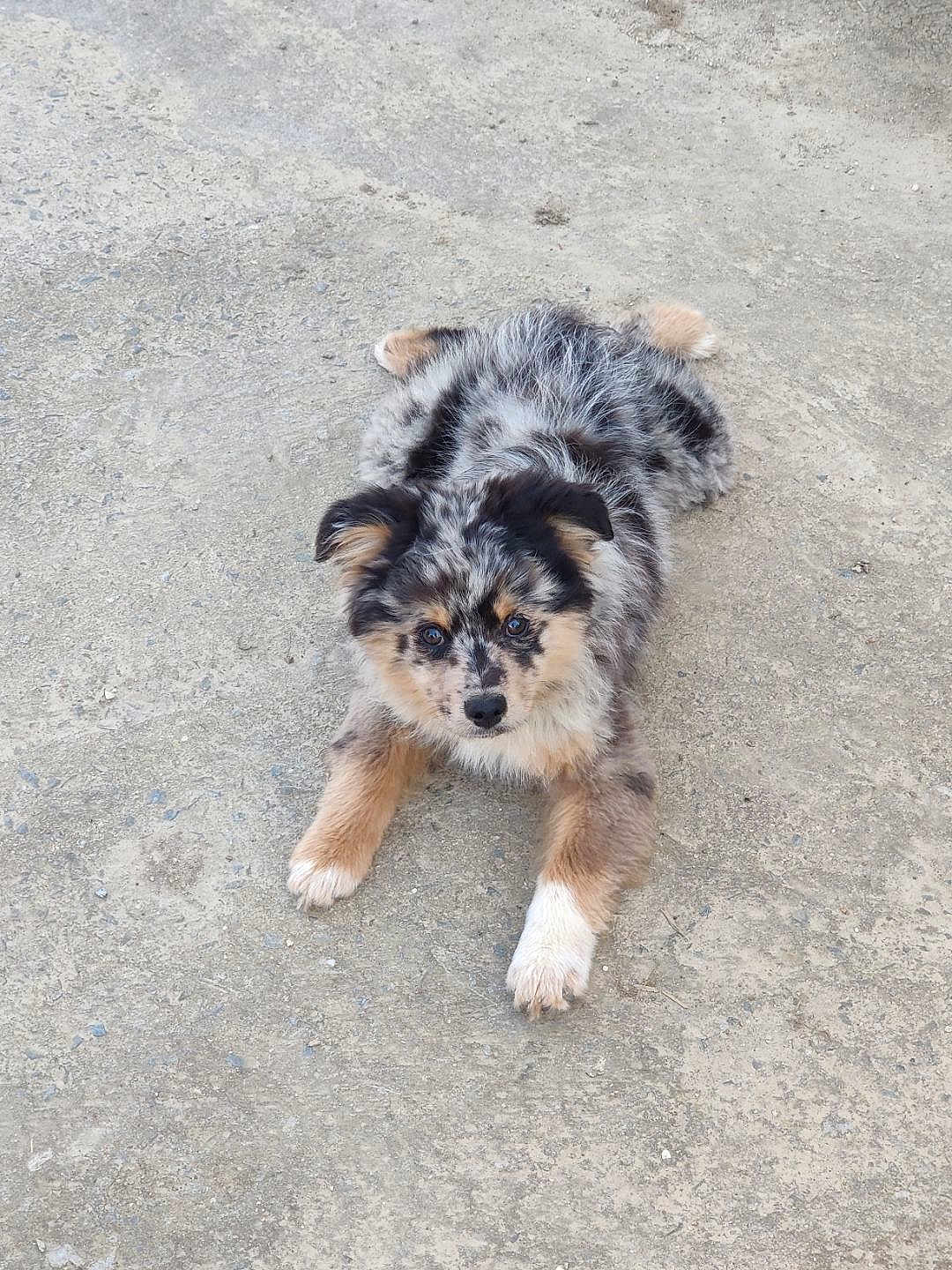 Roxy a rejoint le concours — aidez-le/la à gagner de superbes lots ! puppy, dog, lying_down, concrete, curious, fluffy, brown, black, white, ears, pet, animal, cute, outdoor, fur, young, adorable, face, looking_up, paws