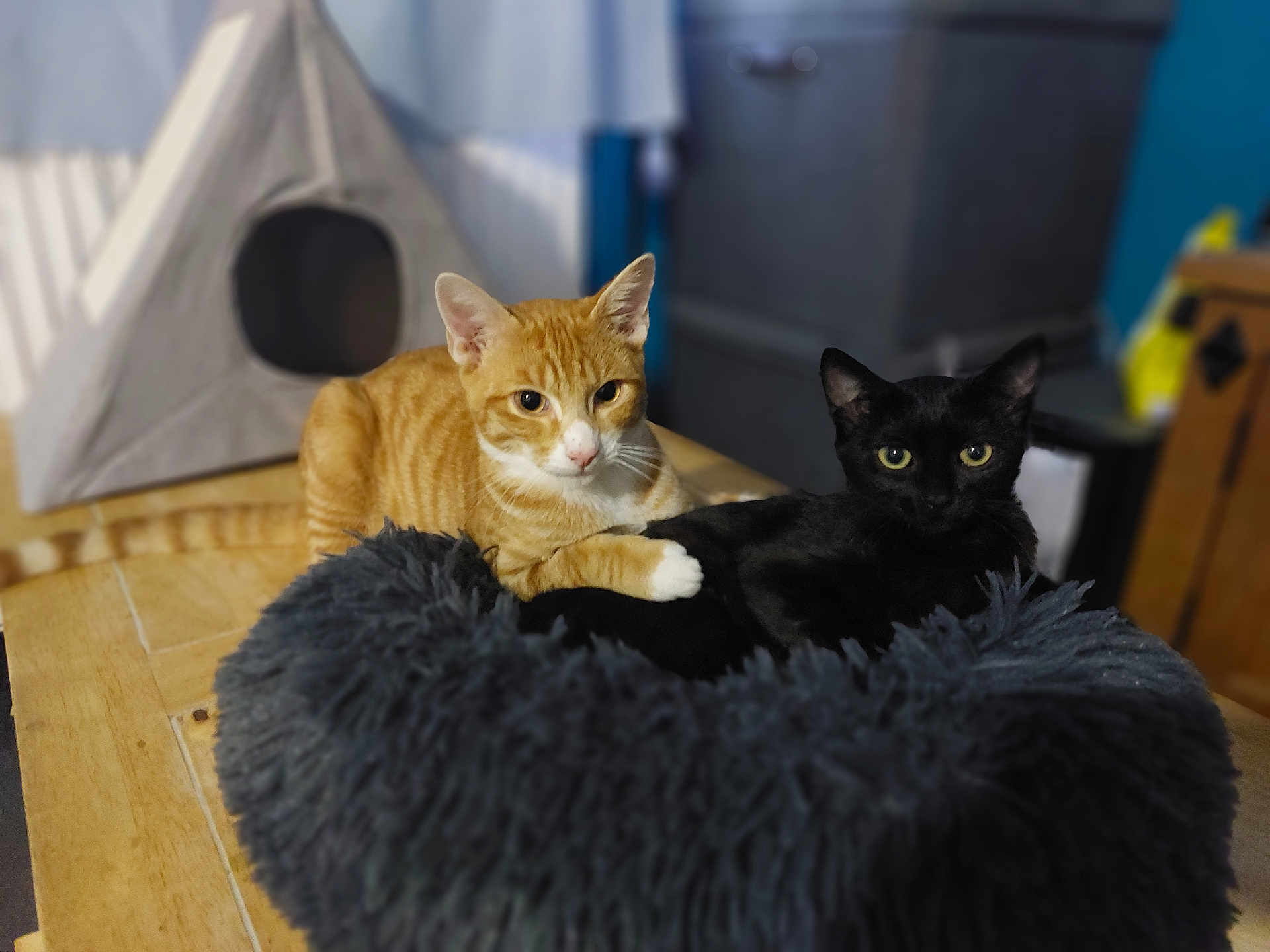 Bizou Et Ziva participe au concours pour gagner de l'argent avec cette photo : animal, bed, black_cat, cat, companions, cozy, curious, cute, domestic, feline, fur, furry, home, house, indoor, looking, orange_cat, pet, resting, table