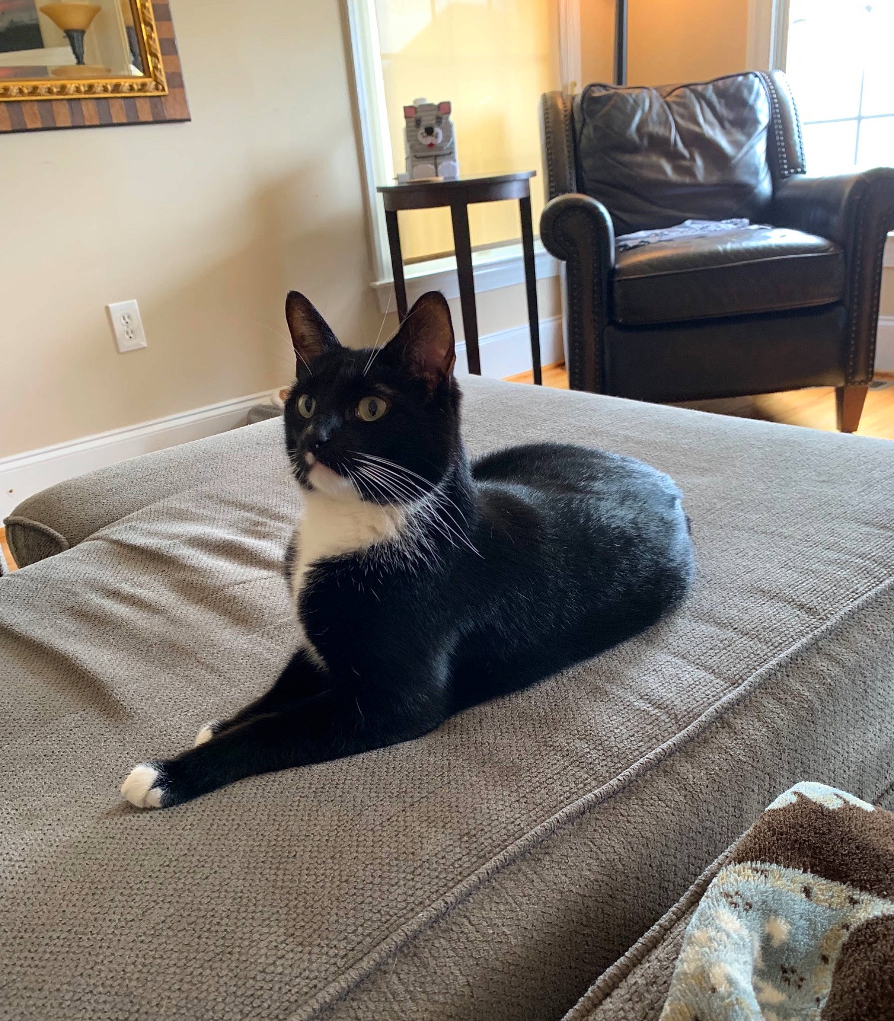 Boots joined the competition — help win amazing prizes! black, black_cat, carnivore, cat, chair, comfort, couch, felidae, floor, flooring, fur, furniture, home, house, kitten, living_room, room, small_to_medium_sized_cats, table, whiskers