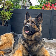 Usko participe au concours pour gagner de l'argent avec cette photo : dog, german_shepherd, outdoor, bench, fence, tree, house, pet, canine, fur, animal, portrait, happy, relaxed, garden, daytime, nature, paw, ears, mouth