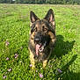 dog, german_shepherd, meadow, grass, flowers, purple_flowers, sunny, daylight, tongue_out, happy, outdoor, nature, canine, pet, animal, ears_up, field, greenery, summer, shadow