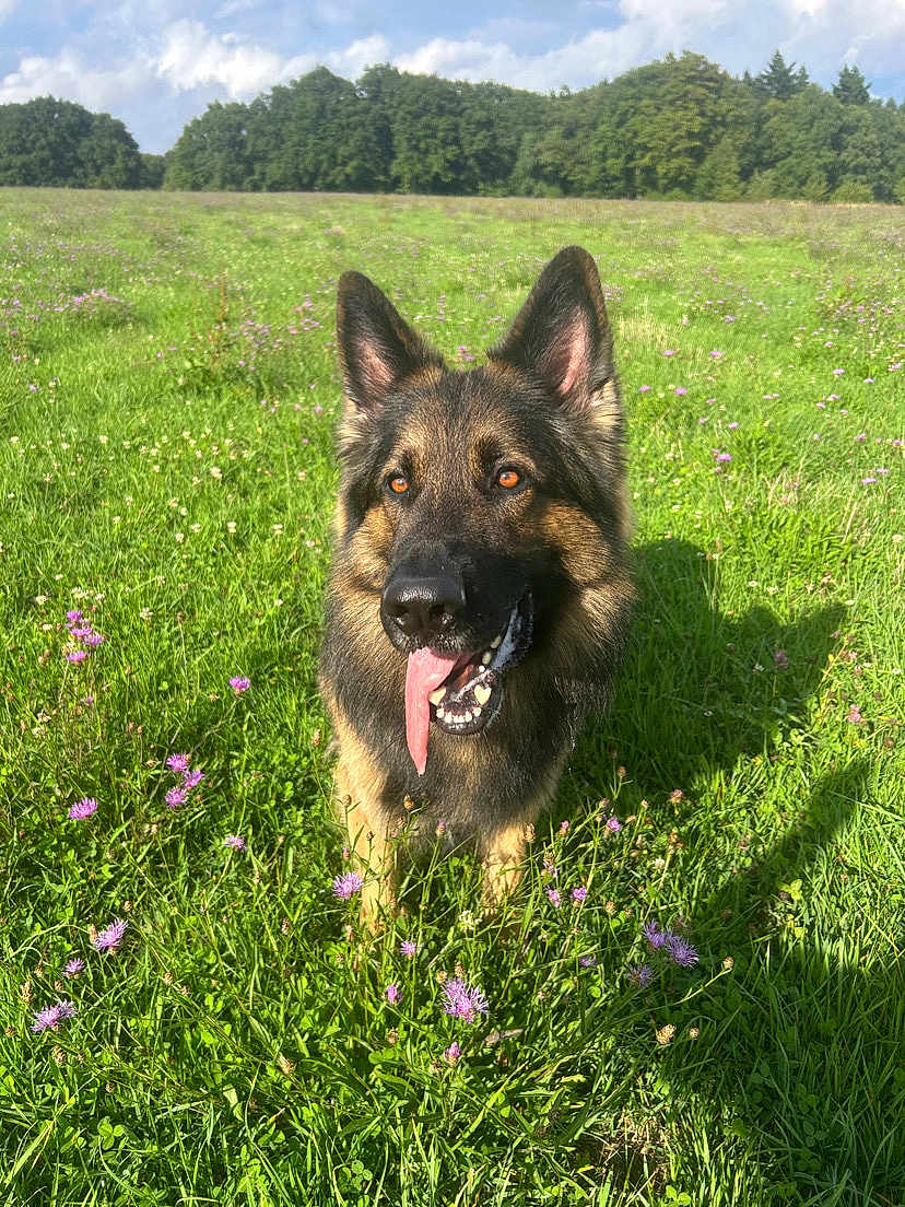 Usko a rejoint le concours — aidez-le/la à gagner de superbes lots ! dog, german_shepherd, meadow, grass, flowers, purple_flowers, sunny, daylight, tongue_out, happy, outdoor, nature, canine, pet, animal, ears_up, field, greenery, summer, shadow