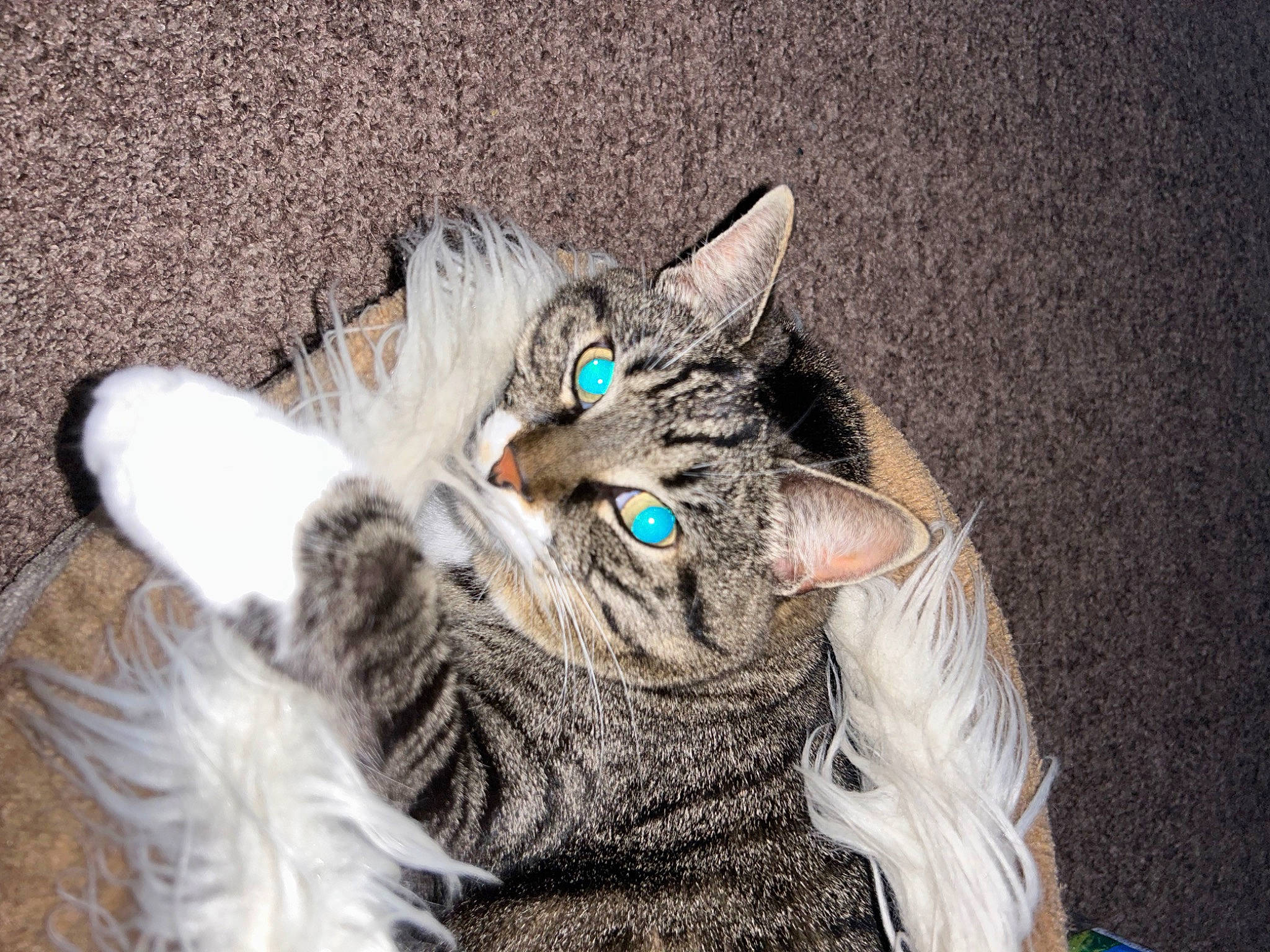 Câline participe au concours pour gagner de l'argent avec cette photo : carnivore, cat, claw, comfort, domestic_short_haired_cat, ear, felidae, fur, grey, iris, mammal, paw, small_to_medium_sized_cats, snout, tail, terrestrial_animal, vertebrate, whiskers