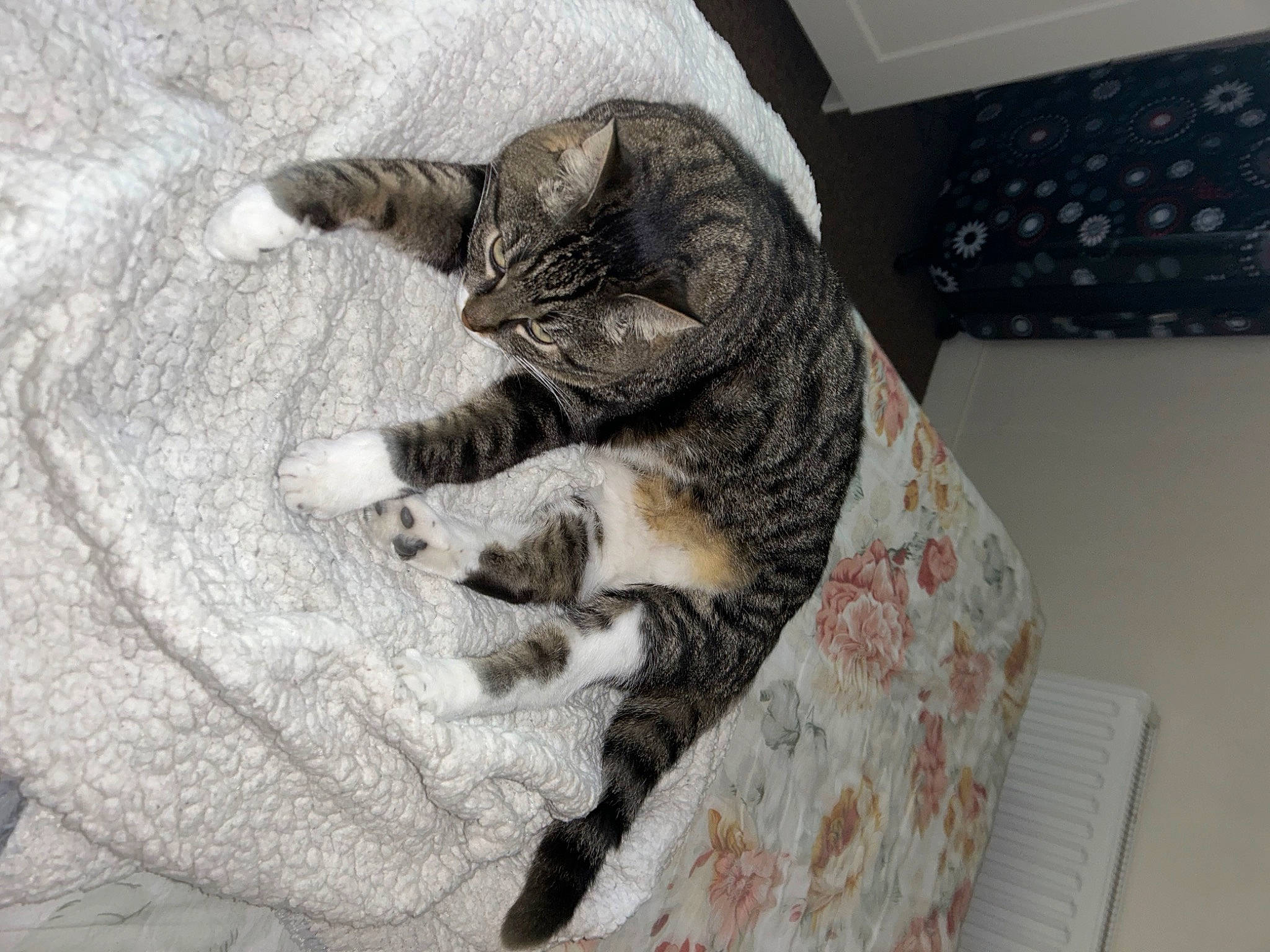 Câline a rejoint le concours — aidez-le/la à gagner de superbes lots ! box, carnivore, cat, claw, comfort, domestic_short_haired_cat, felidae, flooring, fur, grey, nap, paw, room, sleep, small_to_medium_sized_cats, snout, sporting_group, tail, terrestrial_animal, whiskers