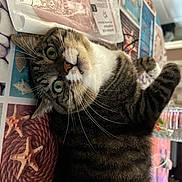 Câline participe au concours pour gagner de l'argent avec cette photo : carnivore, cat, cat_supply, claw, comfort, domestic_short_haired_cat, fang, felidae, fur, mammal, pattern, paw, small_to_medium_sized_cats, snout, tail, terrestrial_animal, vertebrate, whiskers