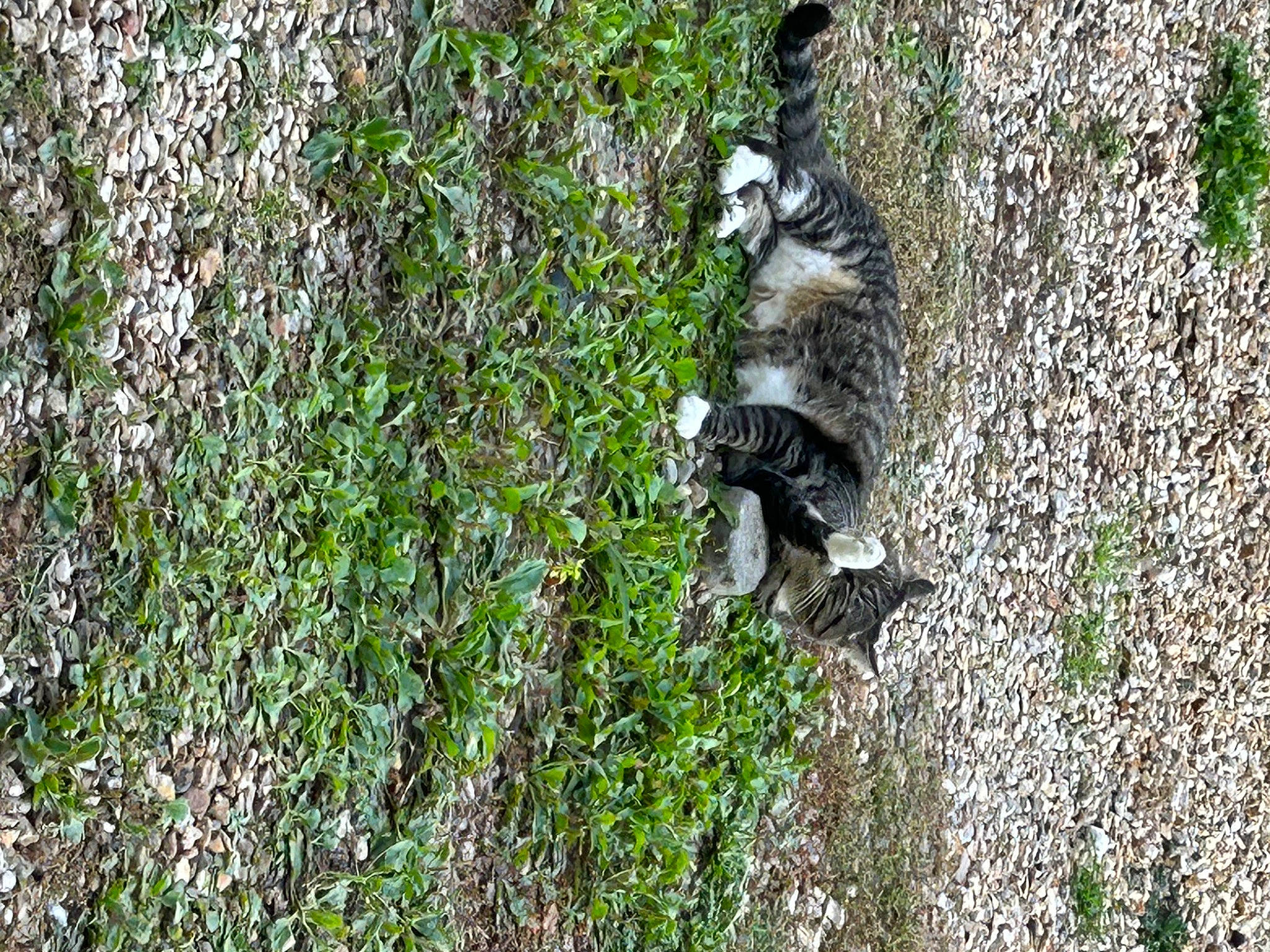 Câline participe au concours pour gagner de l'argent avec cette photo : beak, carnivore, dog_breed, felidae, fur, grass, groundcover, herb, plant, shrub, small_to_medium_sized_cats, soil, sporting_group, subshrub, tail, terrestrial_animal, trunk, wildlife