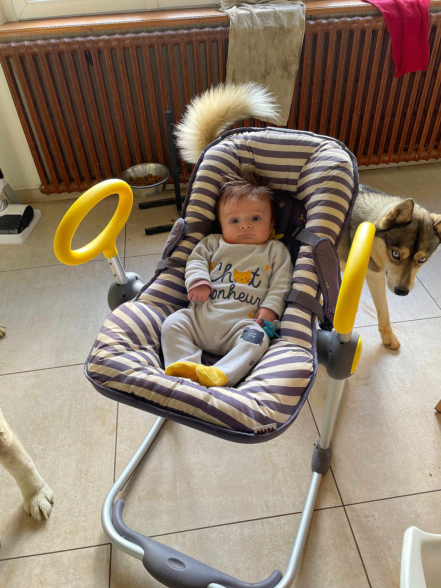 Valentin participe au concours pour gagner de l'argent avec cette photo : baby, baby_rocker, striped, spiky_hair, dog, dog_food_bowl, radiator, towel, floor_tile, indoor, pet, curious_dog, baby_clothing, yellow_handles, pacifier, furry_tail, child, person, seat, home