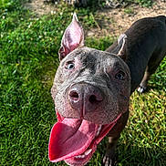 Bella joined the competition — help win amazing prizes! dog, canine, tongue_out, happy, pet, outdoor, grass, animal, close_up, smiling, ears, nose, paw, sunlight, playful, friendly, brown_coat, nature, tongue, excited