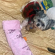 Dezire is registered to the contest to win money with this photo: dog, small_dog, pet, plaid_dress, red_dress, bed, quilted_bedspread, pink_stocking, toy_bone, chew_toy, pillow, sequin, fur, looking_up, indoor, cozy, cute, cosplay, accessory, playful