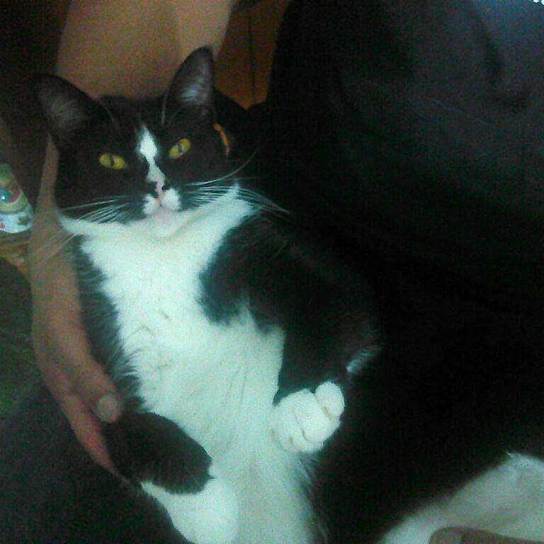 Cleopatra joined the competition — help win amazing prizes!