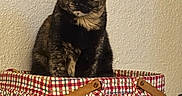Baby joined the competition — help win amazing prizes! cat, tortoiseshell_cat, basket, woven_basket, checkered_cloth, red_and_white, furniture, indoor, pet, animal, curious, ears, sitting, cozy, home, beige_wall, textured_wall, portrait, domestic_cat, feline