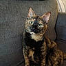 Baby is registered to the contest to win money with this photo: cat, tortoiseshell, pet, indoor, couch, blanket, feline, green_eyes, sitting, looking, fur, home, cozy, animal, cute, domestic, mammal, portrait, relaxed, curious