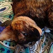 Baby is registered to the contest to win money with this photo: cat, tortoiseshell, pet, animal, fur, ear, eye, blanket, pattern, remote_control, indoor, resting, lying_down, closeup, cozy, colorful, soft, comfort, domestic, relaxed