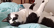 Midorie joined the competition — help win amazing prizes! cat, black_and_white, indoor, blanket, furniture, chair, table, plant, relaxed, stretching, paws, cozy, home, carpet, door, curious, pet, animal, resting, upside_down