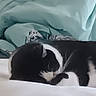 cat, sleeping, black_and_white, curled_up, blanket, bed, cozy, indoor, pet, feline, resting, fur, animal, cute, comfort, soft, domestic, quiet, relaxation, home