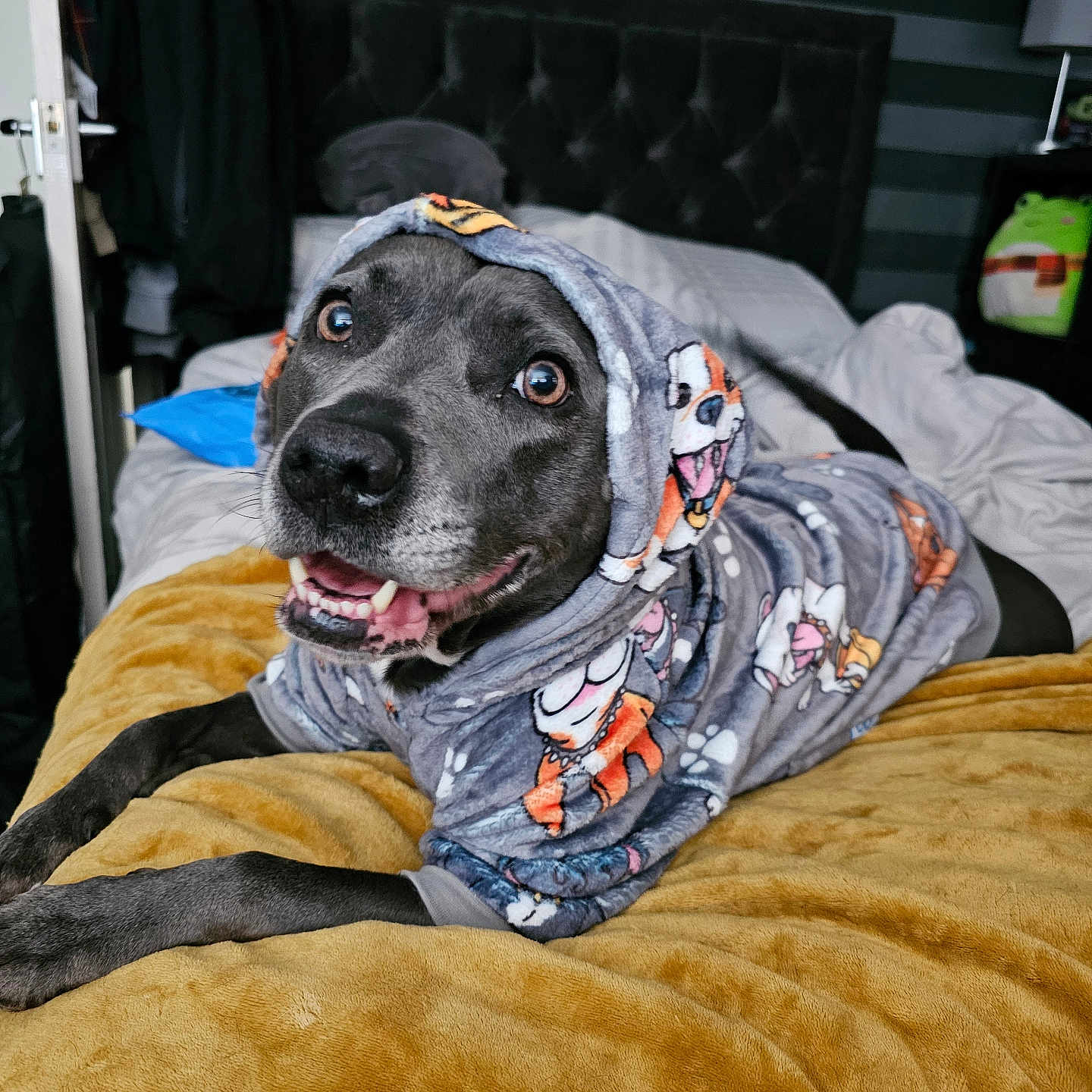 Cleo joined the competition — help win amazing prizes! animal, bed, bedroom, blanket, canine, clothing, dog, face, furniture, head, hound, indoors, person, pet, photography, portrait, puppy, quilt, room, scarf