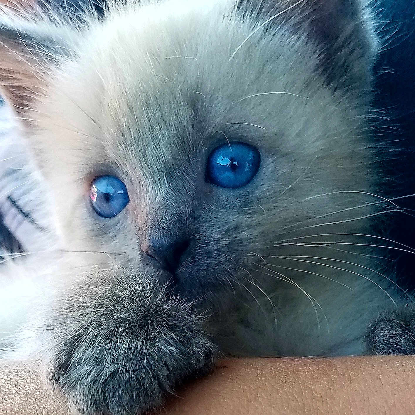 Princess joined the competition — help win amazing prizes! adorable, animal, blue_eyes, cat, close_up, curious, cute, domestic_animal, face, feline, fur, hand, kitten, paw, pet, portrait, resting, soft, whiskers, young