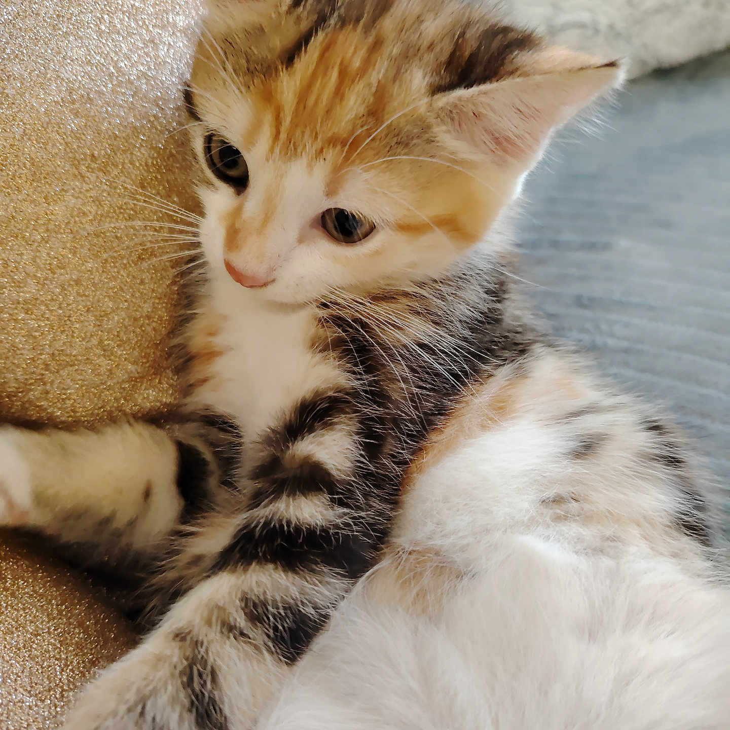 Zelda a rejoint le concours — aidez-le/la à gagner de superbes lots ! abyssinian, animal, cat, couch, furniture, kitten, manx, pet, siamese