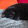 Salem Et Meeko a rejoint le concours — aidez-le/la à gagner de superbes lots ! cat, black_cat, sleeping, curled_up, pet, animal, furry, whiskers, closed_eyes, cozy, blanket, fluffy, cushion, orange, magenta, indoor, resting, relaxed, close_up, portrait