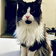 Salem Et Meeko a rejoint le concours — aidez-le/la à gagner de superbes lots ! cat, black_and_white, fluffy, long_hair, tuxedo_cat, whiskers, green_eyes, pink_nose, sitting, indoors, portrait, close_up, pet, feline, fur, ears, paws, chest, home, table